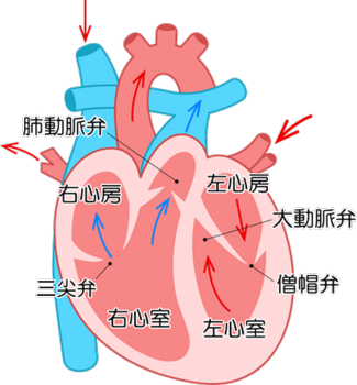 heart_function_01.png